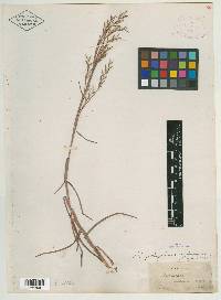 Andropogon maritimus image