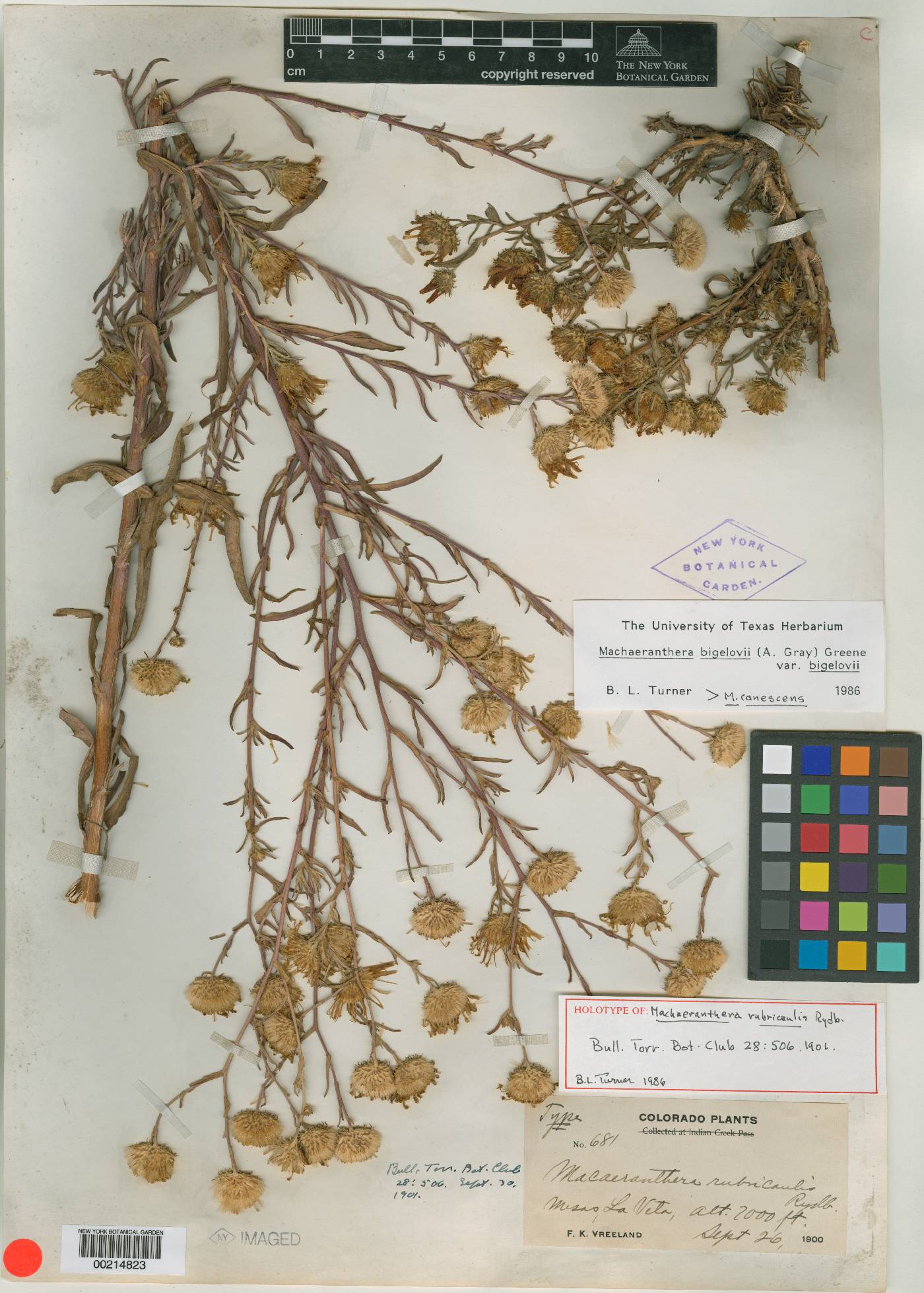 Dieteria bigelovii var. bigelovii image