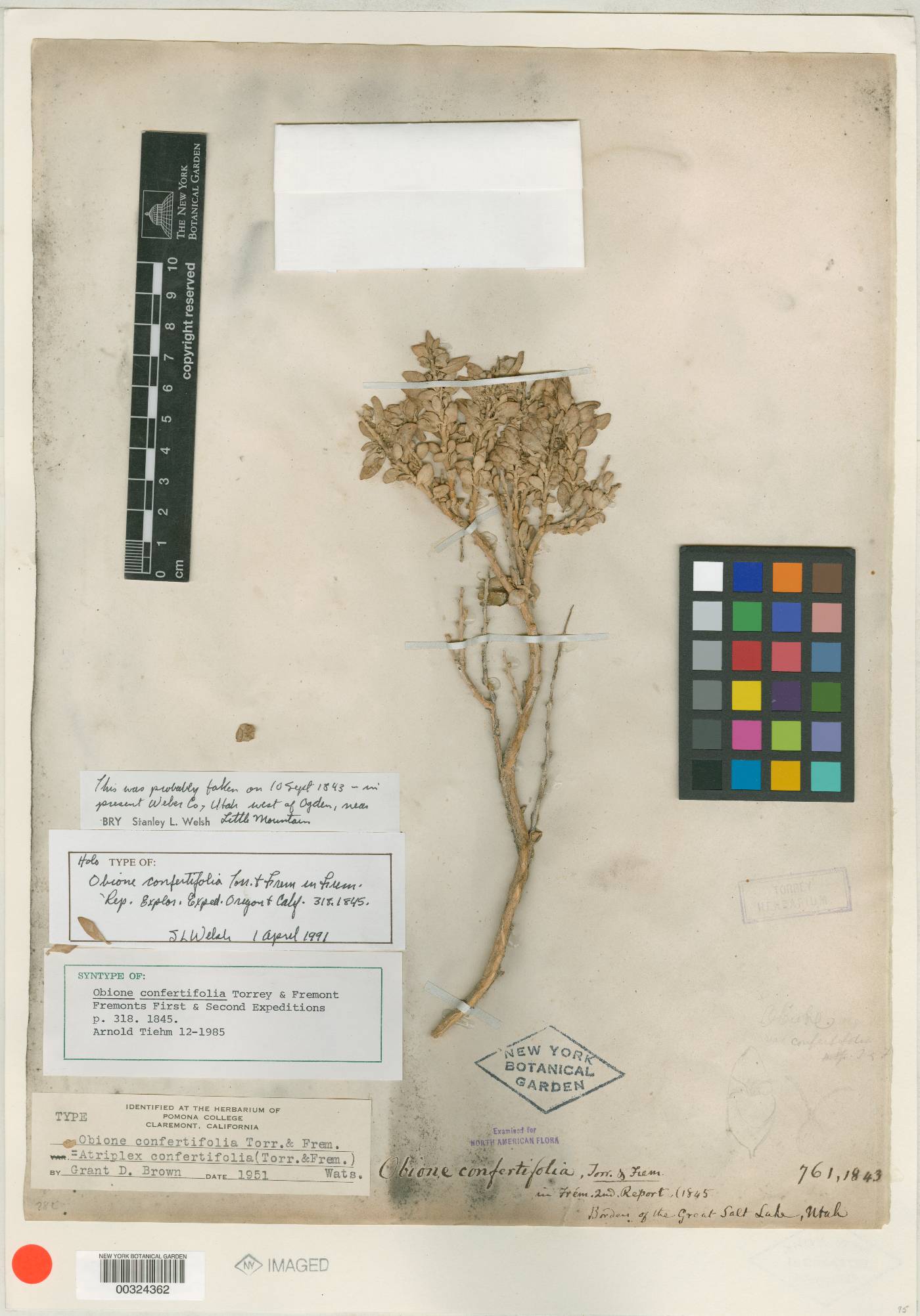 Obione confertifolia image