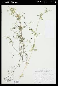 Galium mexicanum image