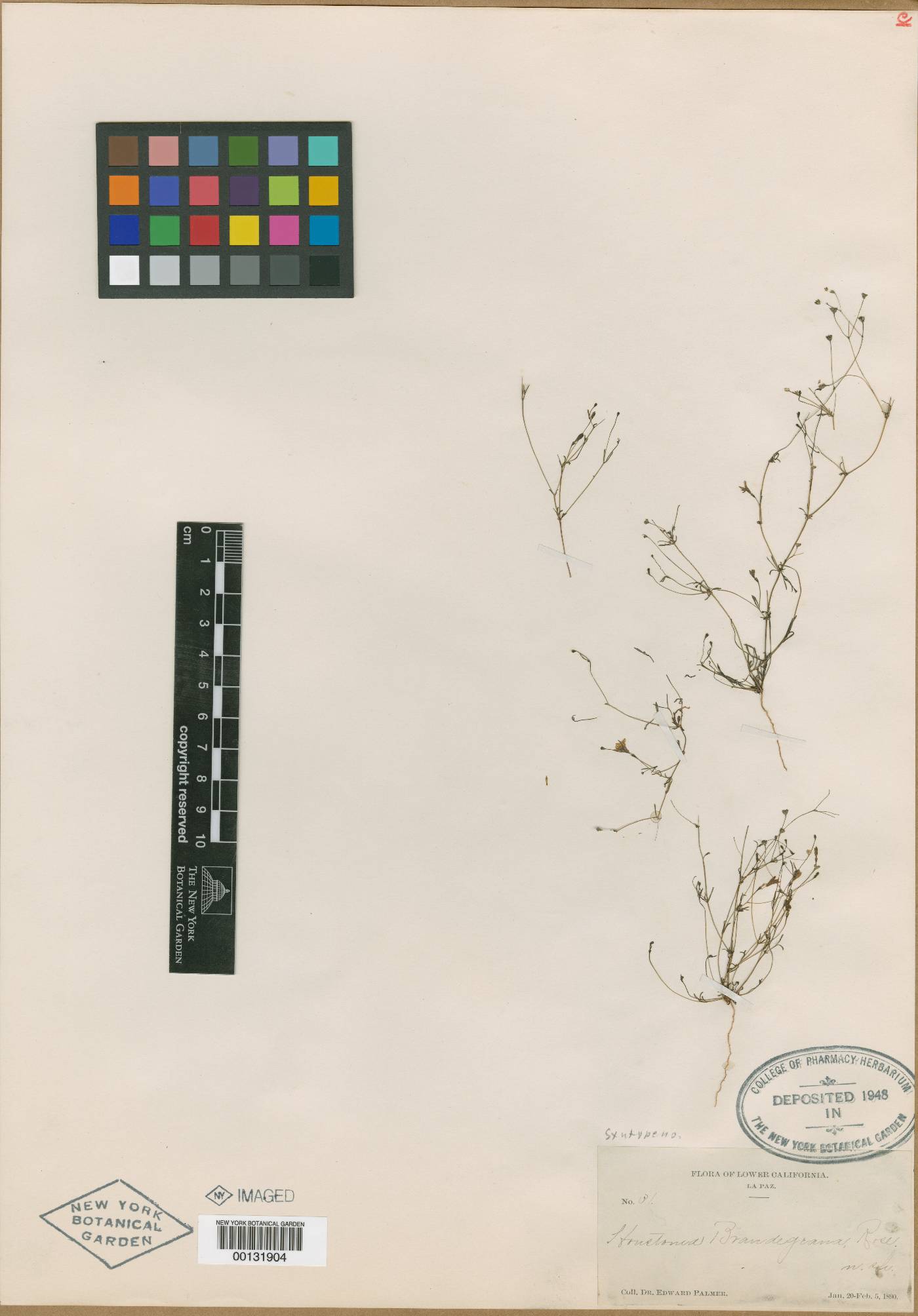 Houstonia brandegeana image
