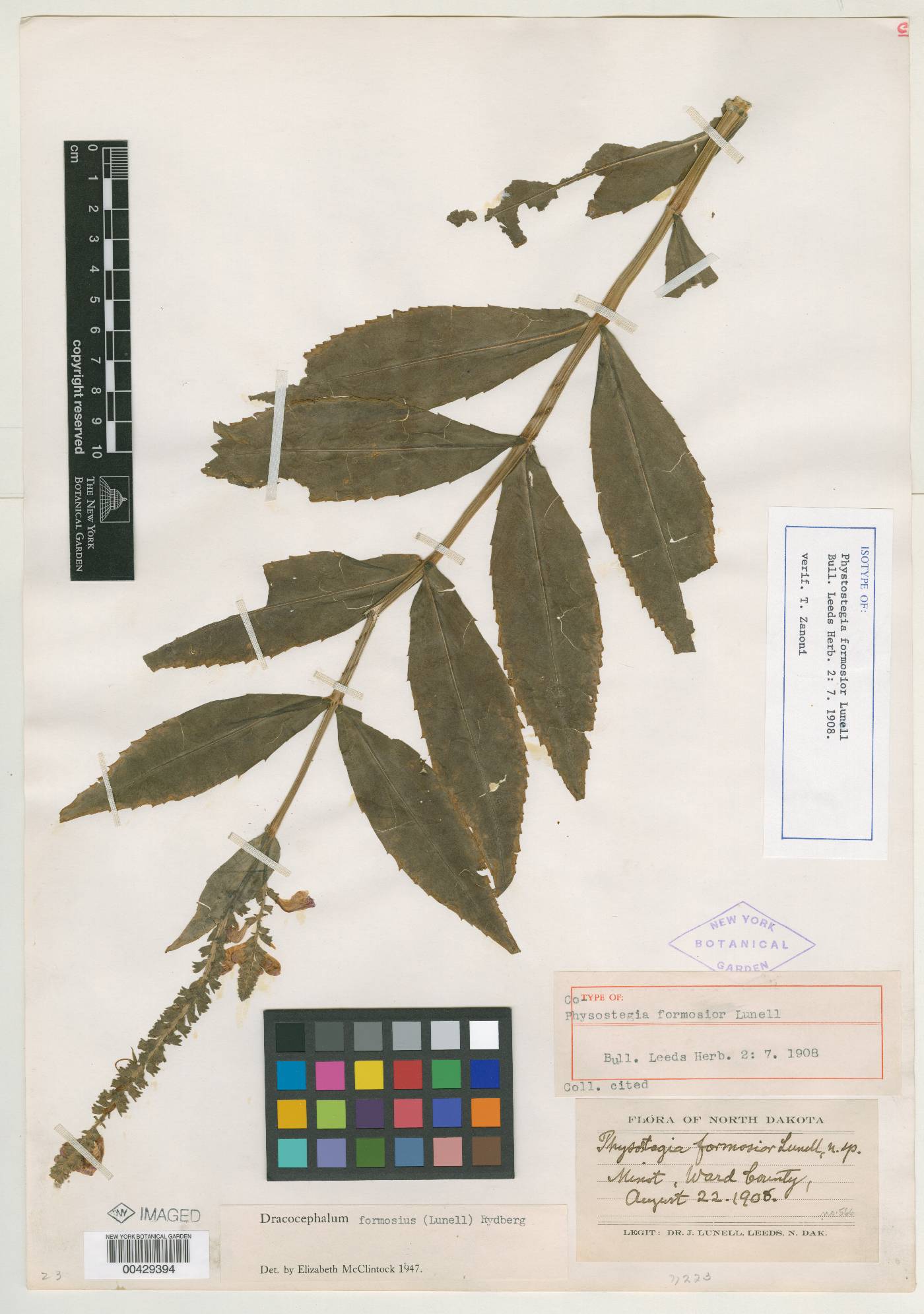 Physostegia formosior image