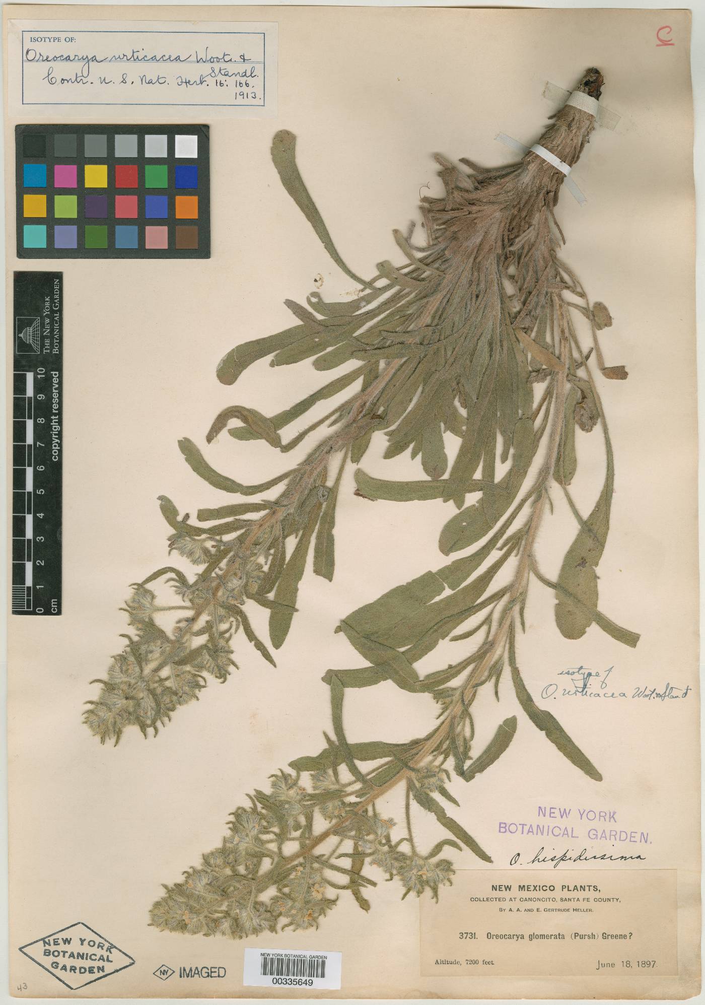 Oreocarya urticacea image