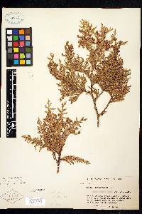 Thuja occidentalis image