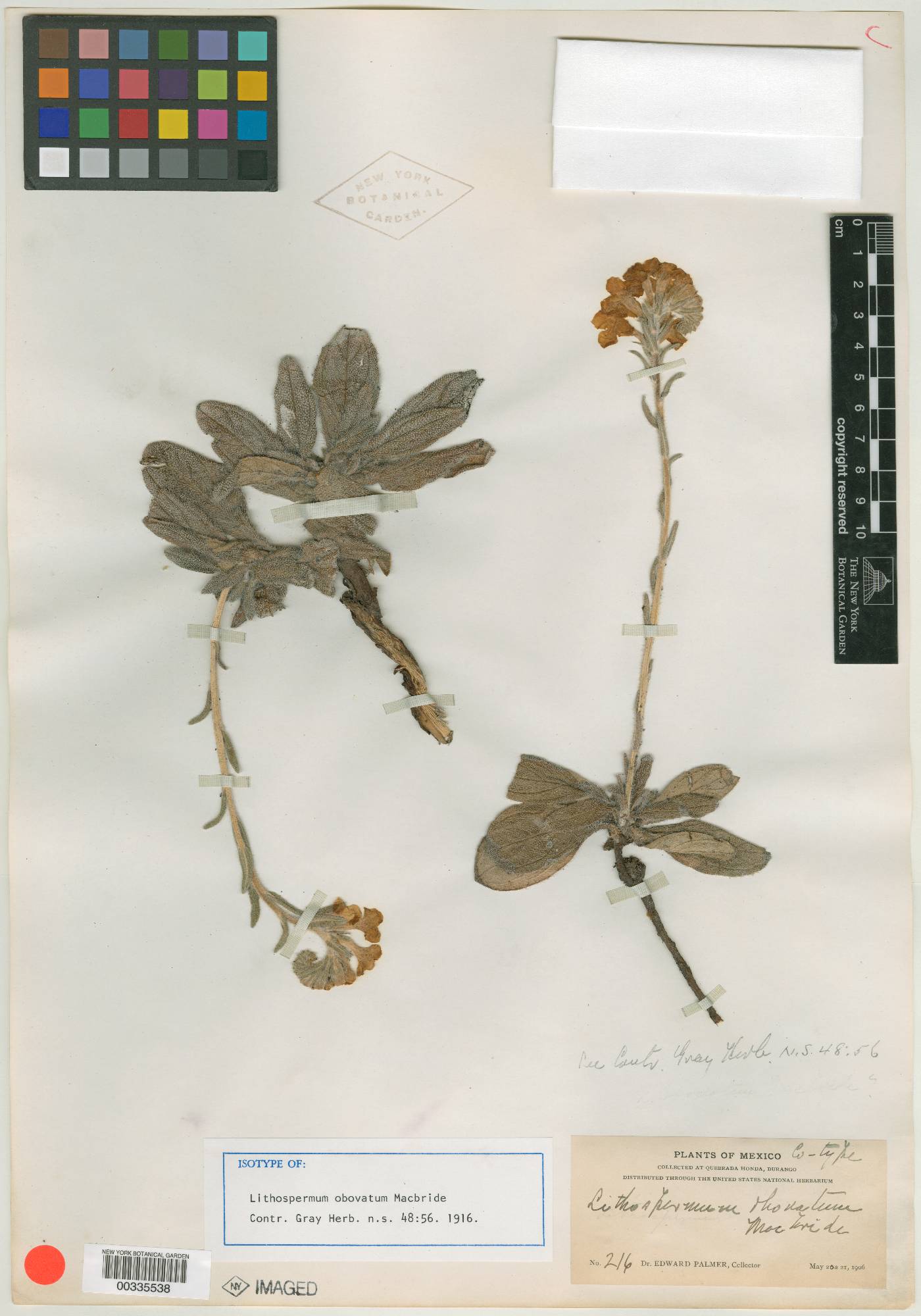 Lithospermum obovatum image