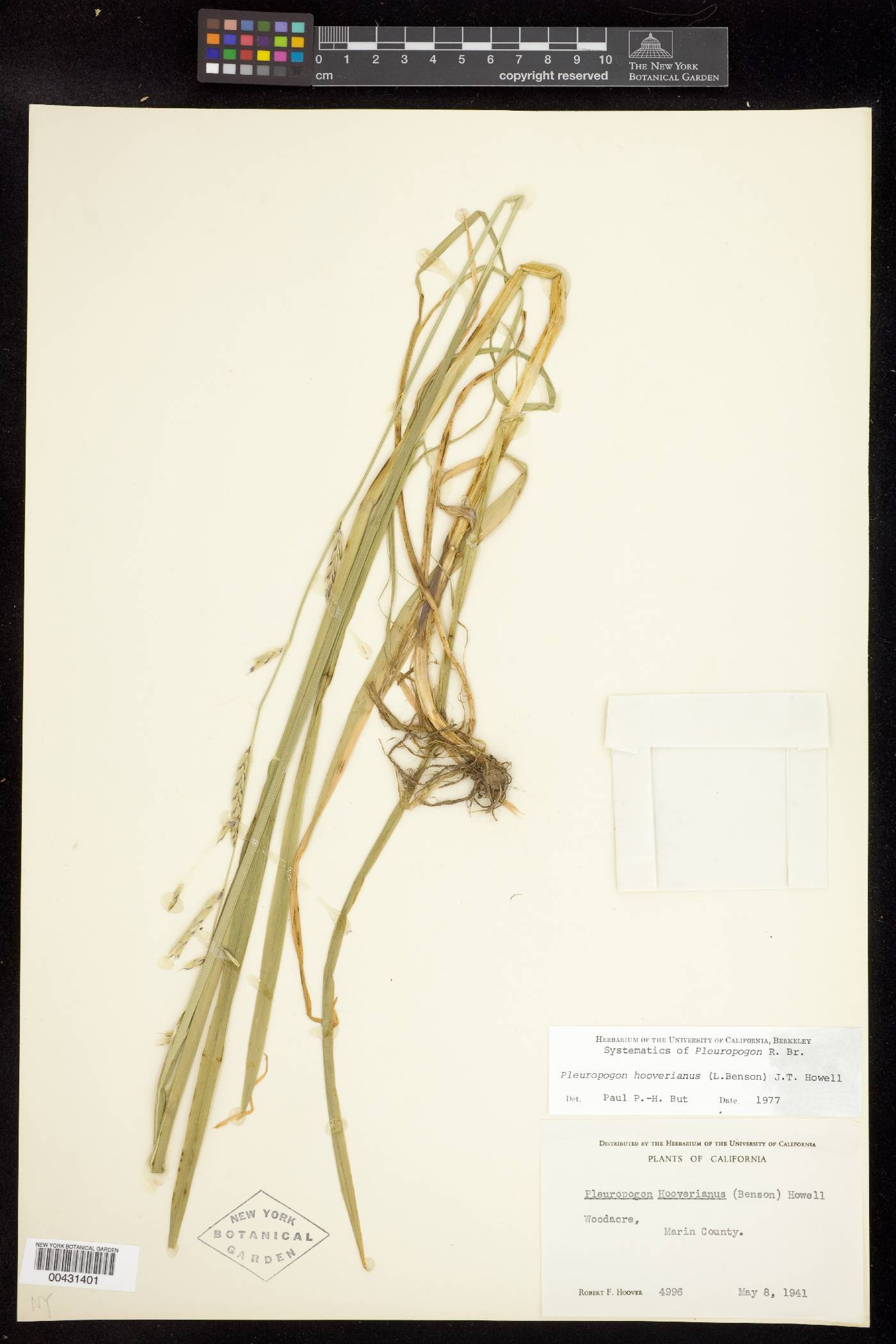 Pleuropogon hooverianus image