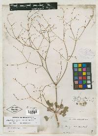 Eriogonum mohavense image