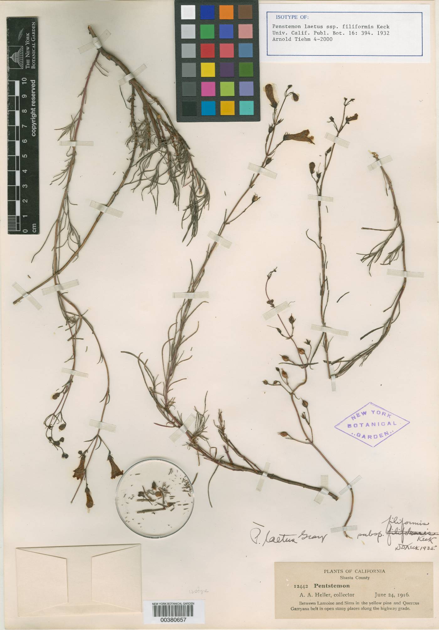 Penstemon laetus subsp. filiformis image