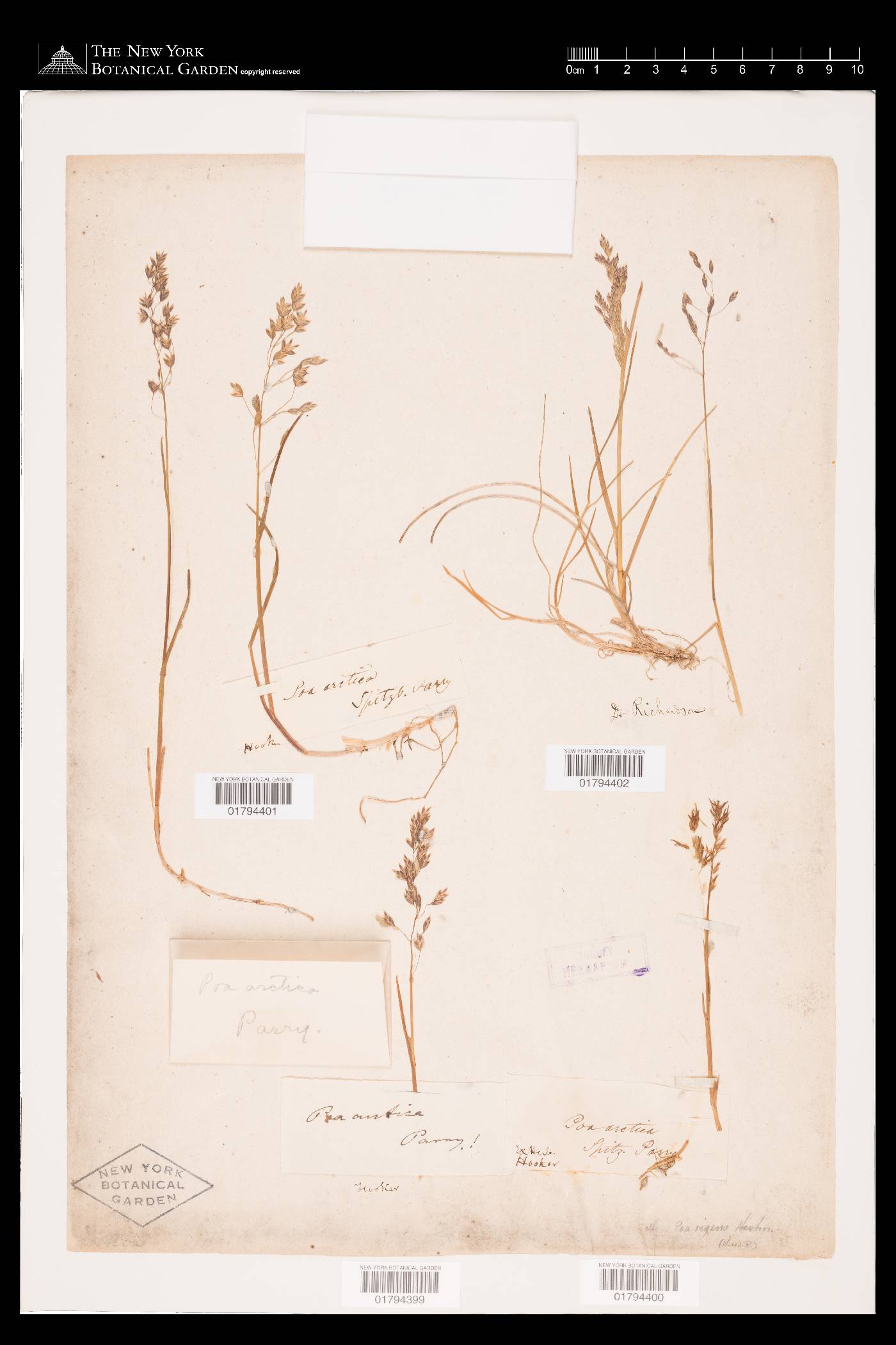 Poa pratensis subsp. irrigata image