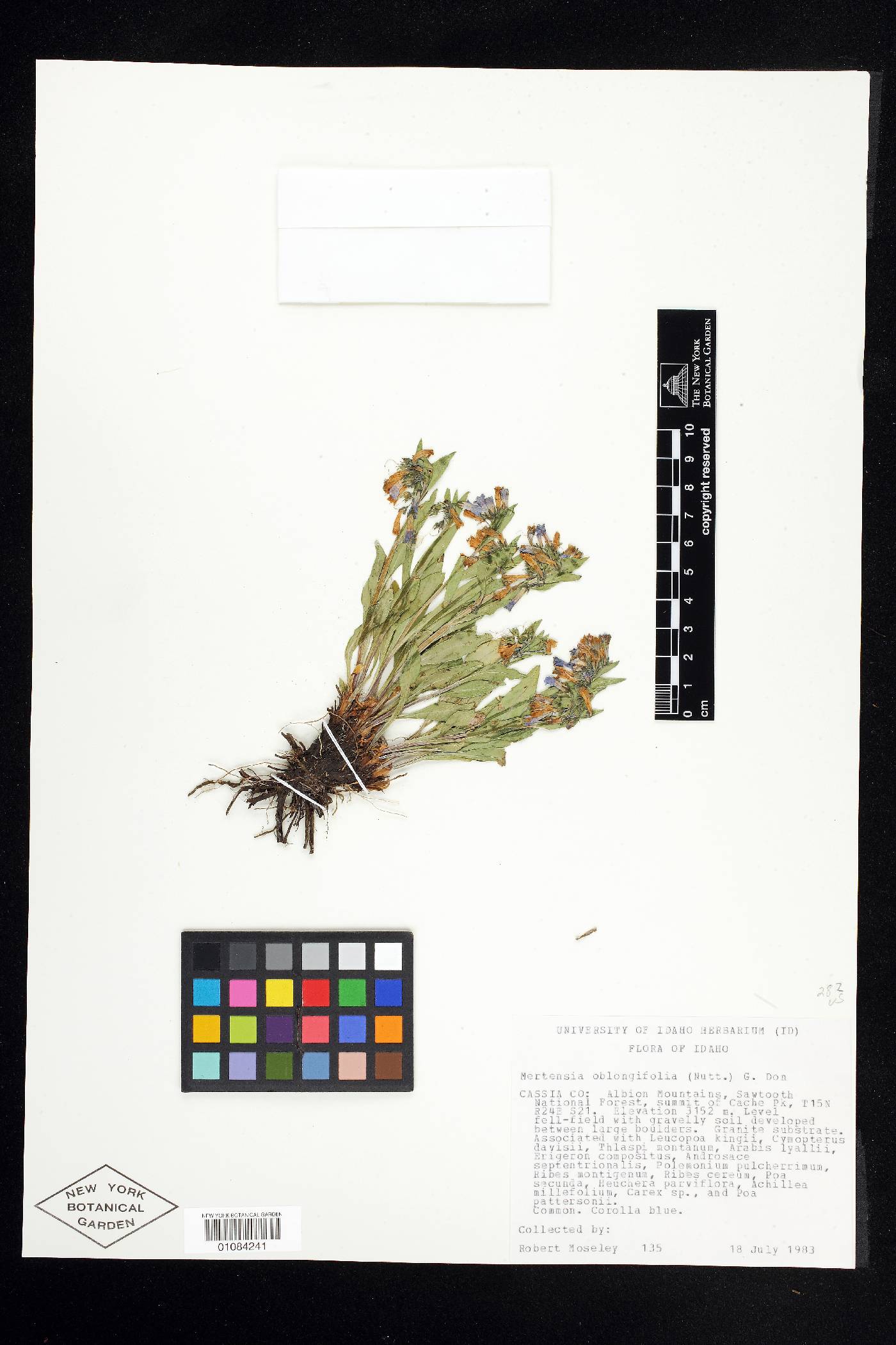 Mertensia oblongifolia image