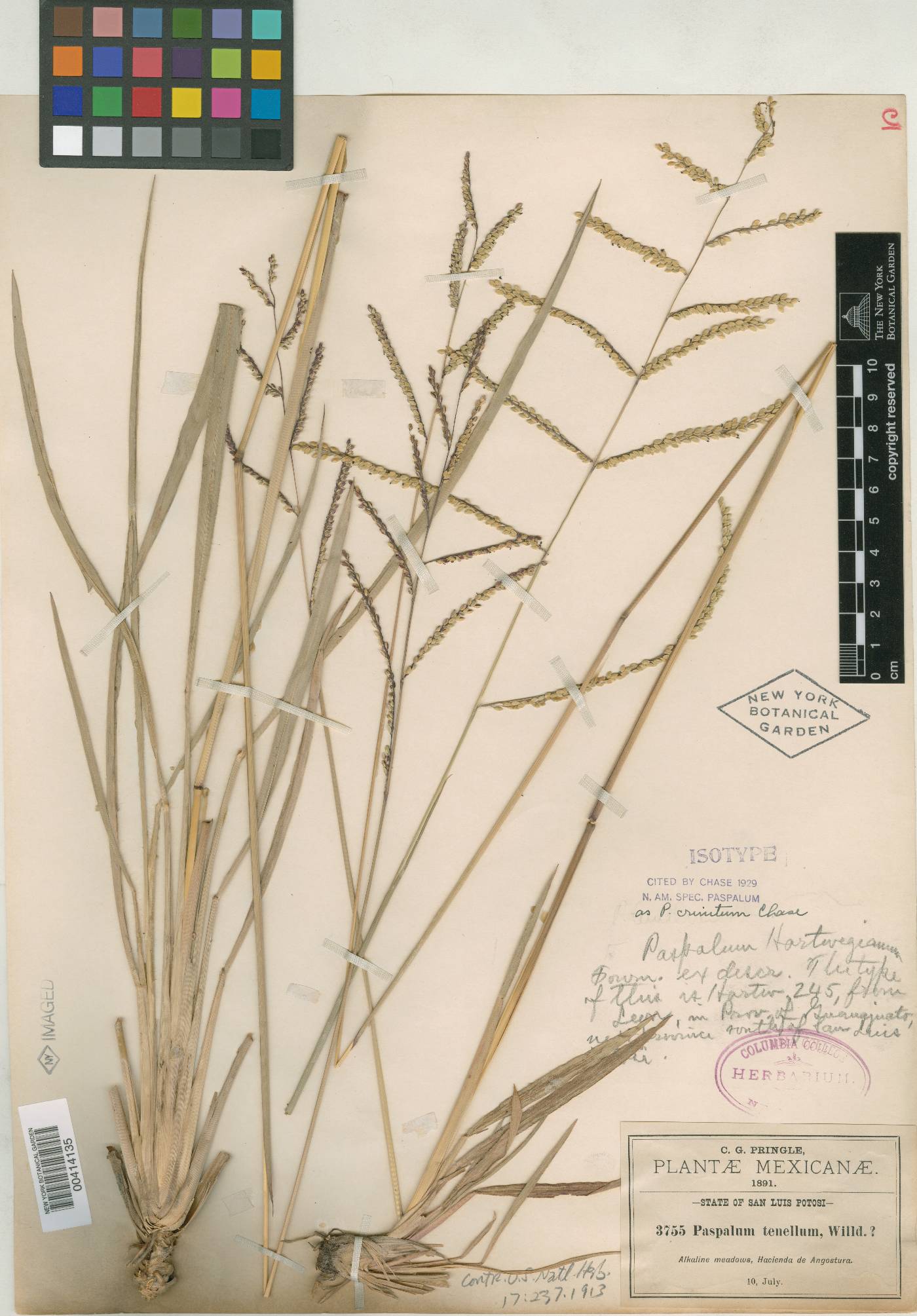 Paspalum crinitum image