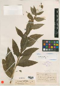 Image of Mertensia punctata