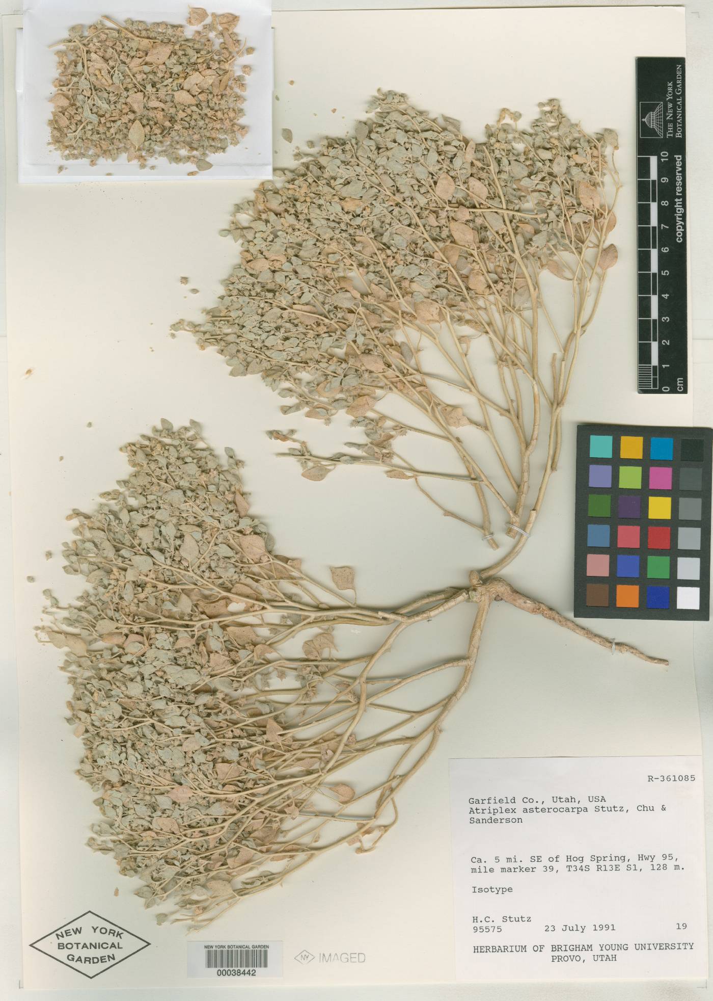 Atriplex asterocarpa image