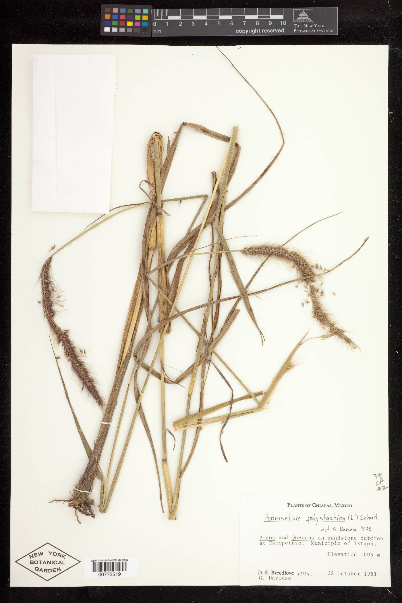 Pennisetum polystachion image