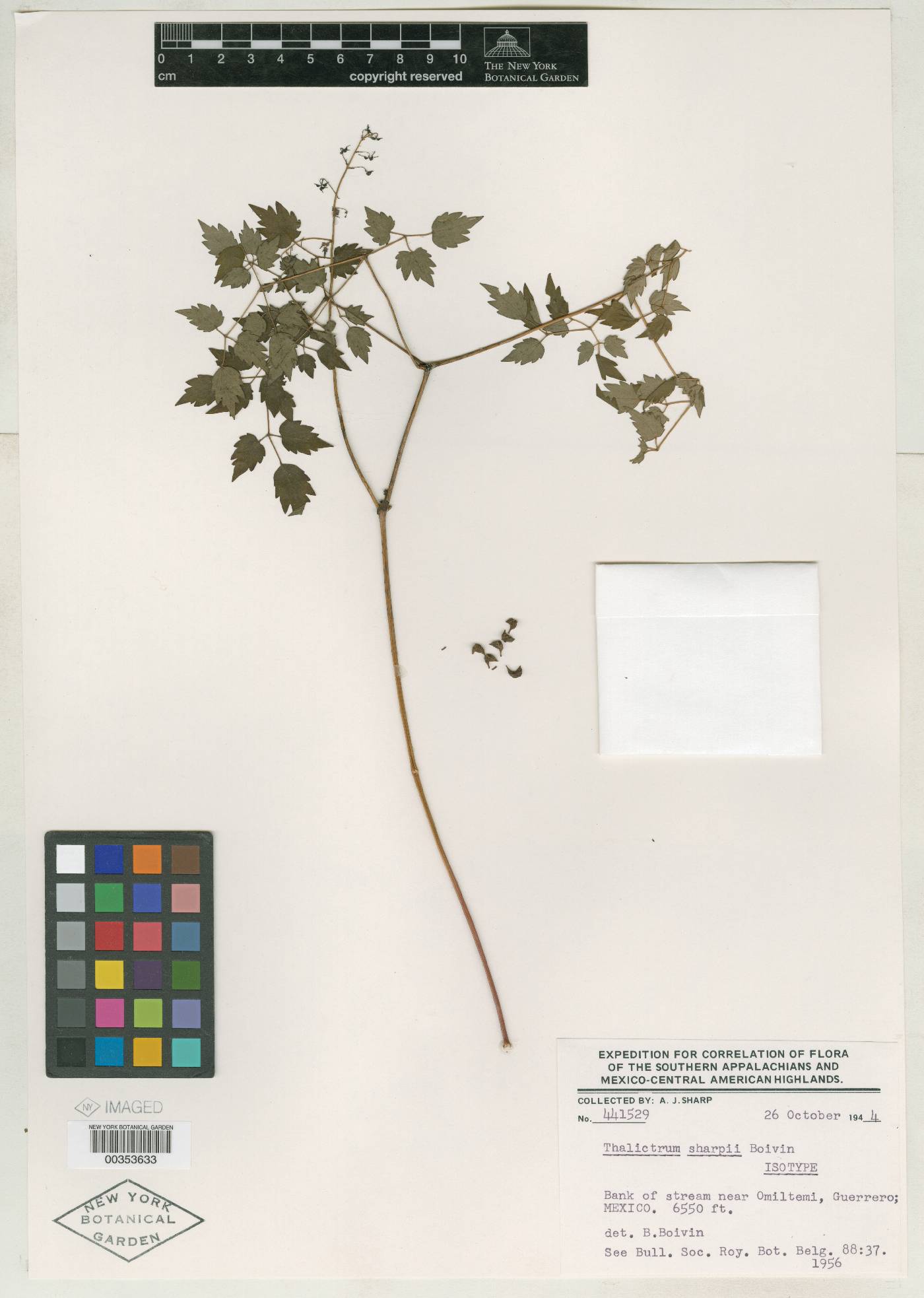 Thalictrum sharpii image