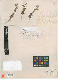 Phacelia verna image