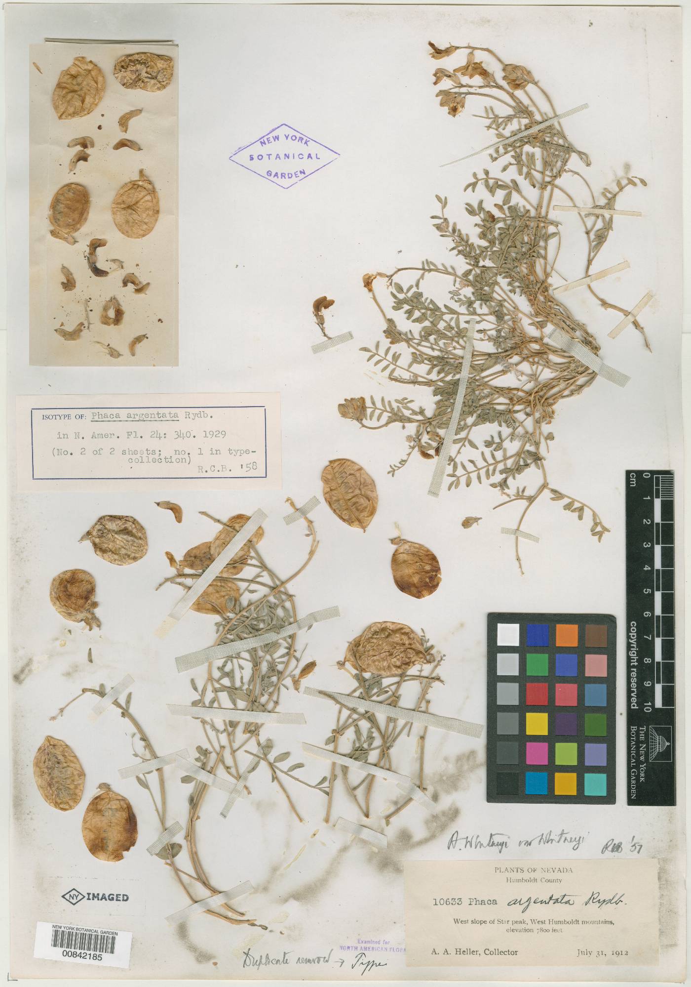 Phaca argentata image