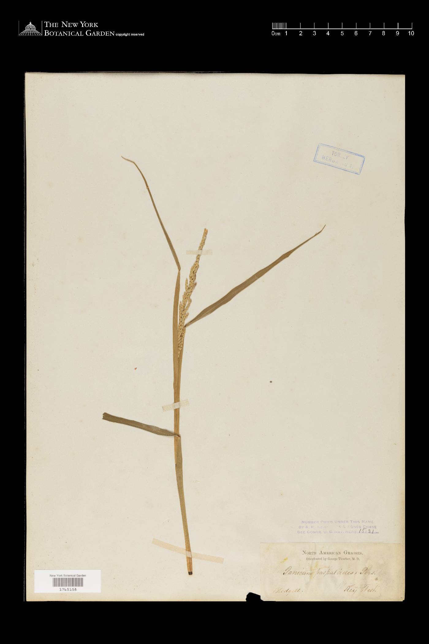 Paspalidium geminatum image