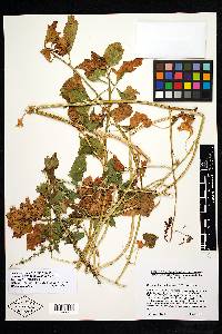 Chenopodium californicum image