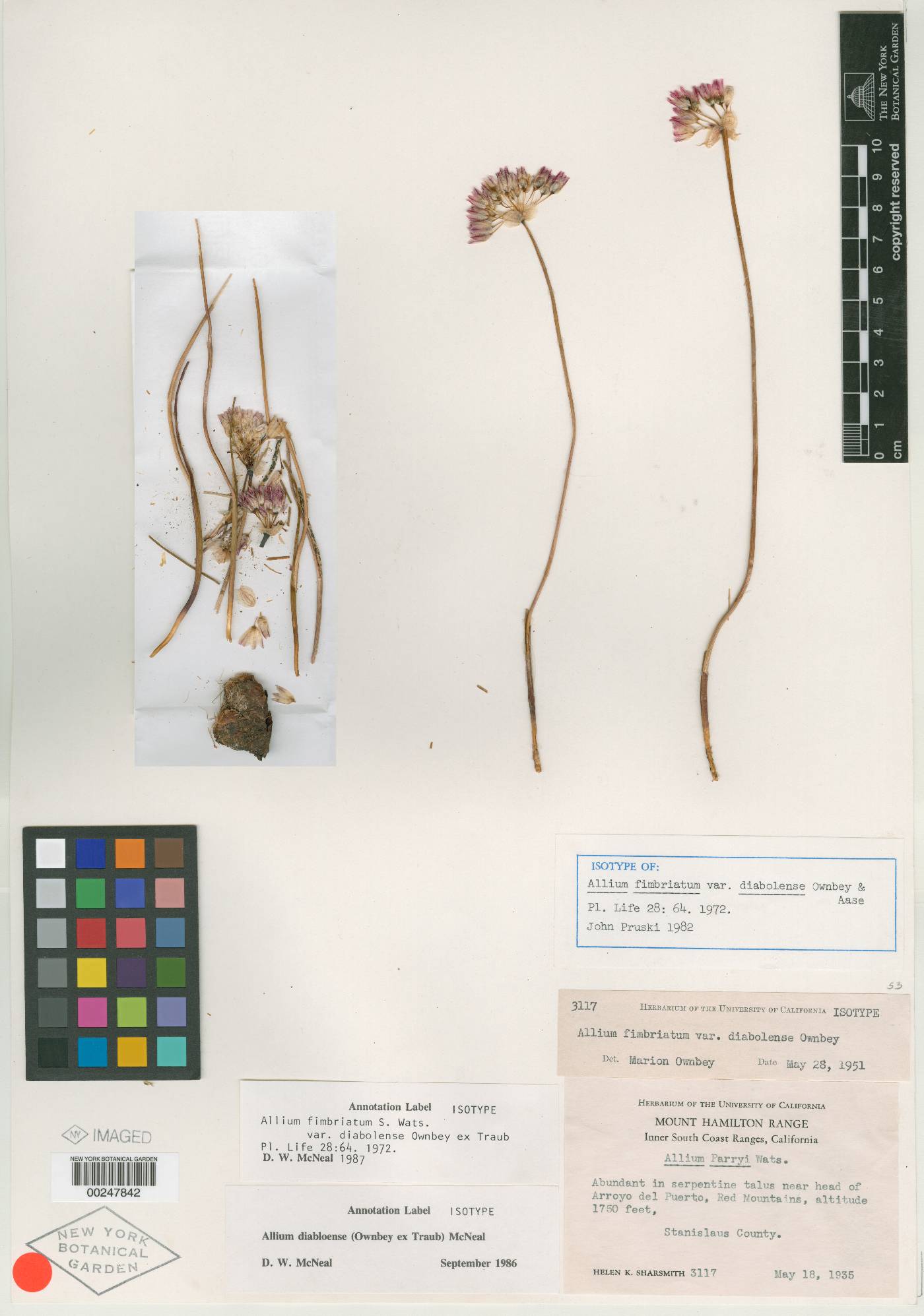 Allium fimbriatum var. diabolense image