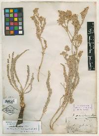 Horkelia sericoleuca image
