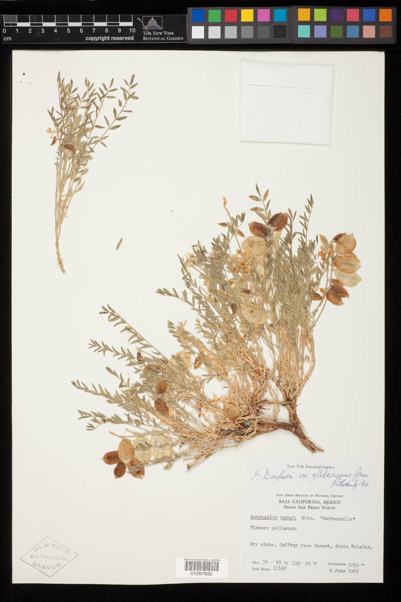 Astragalus douglasii var. glaberrimus image