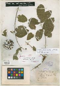 Zanthoxylum mollissimum image