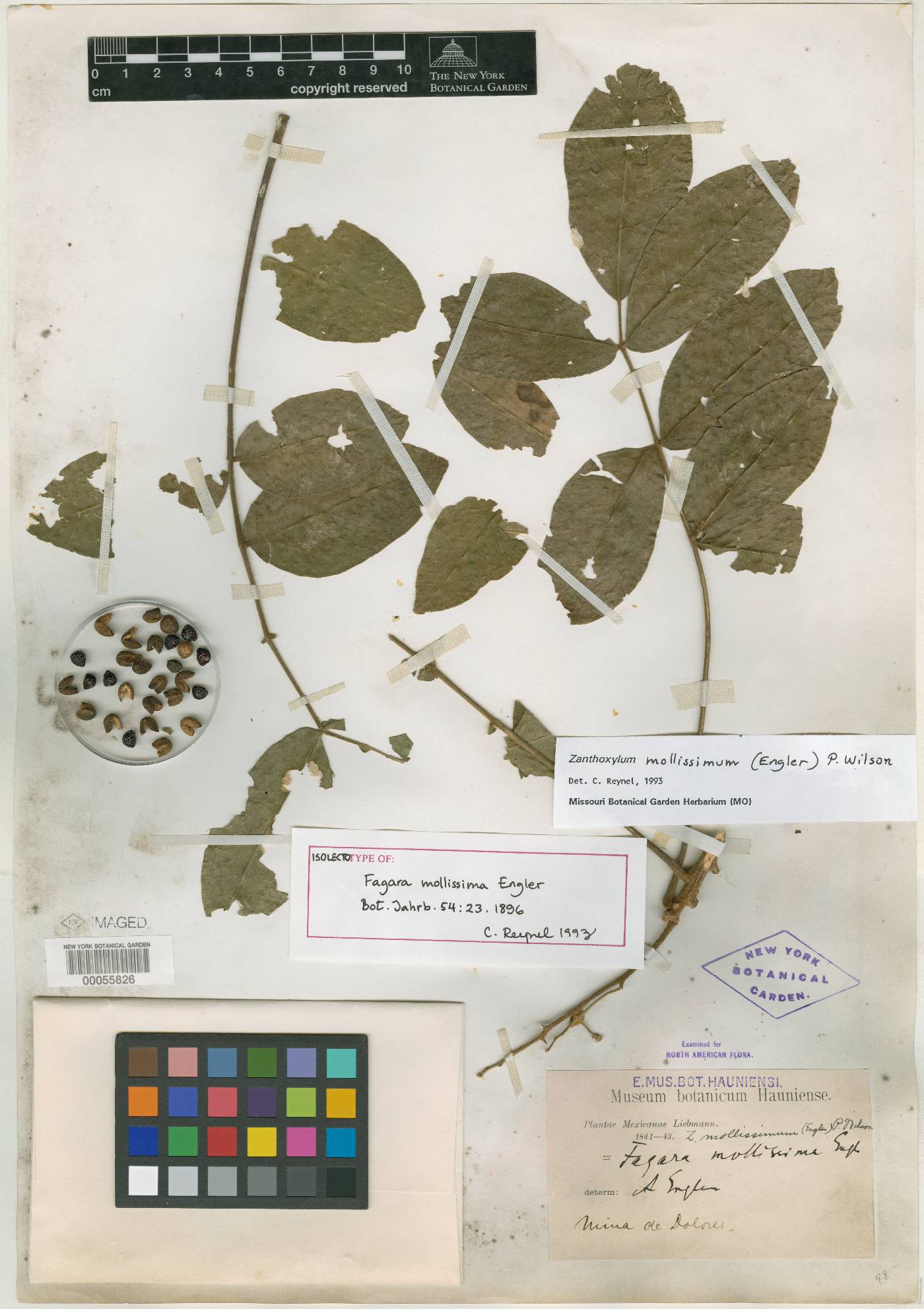 Zanthoxylum mollissimum image