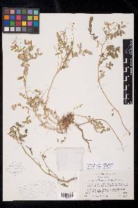 Astragalus paysonii image