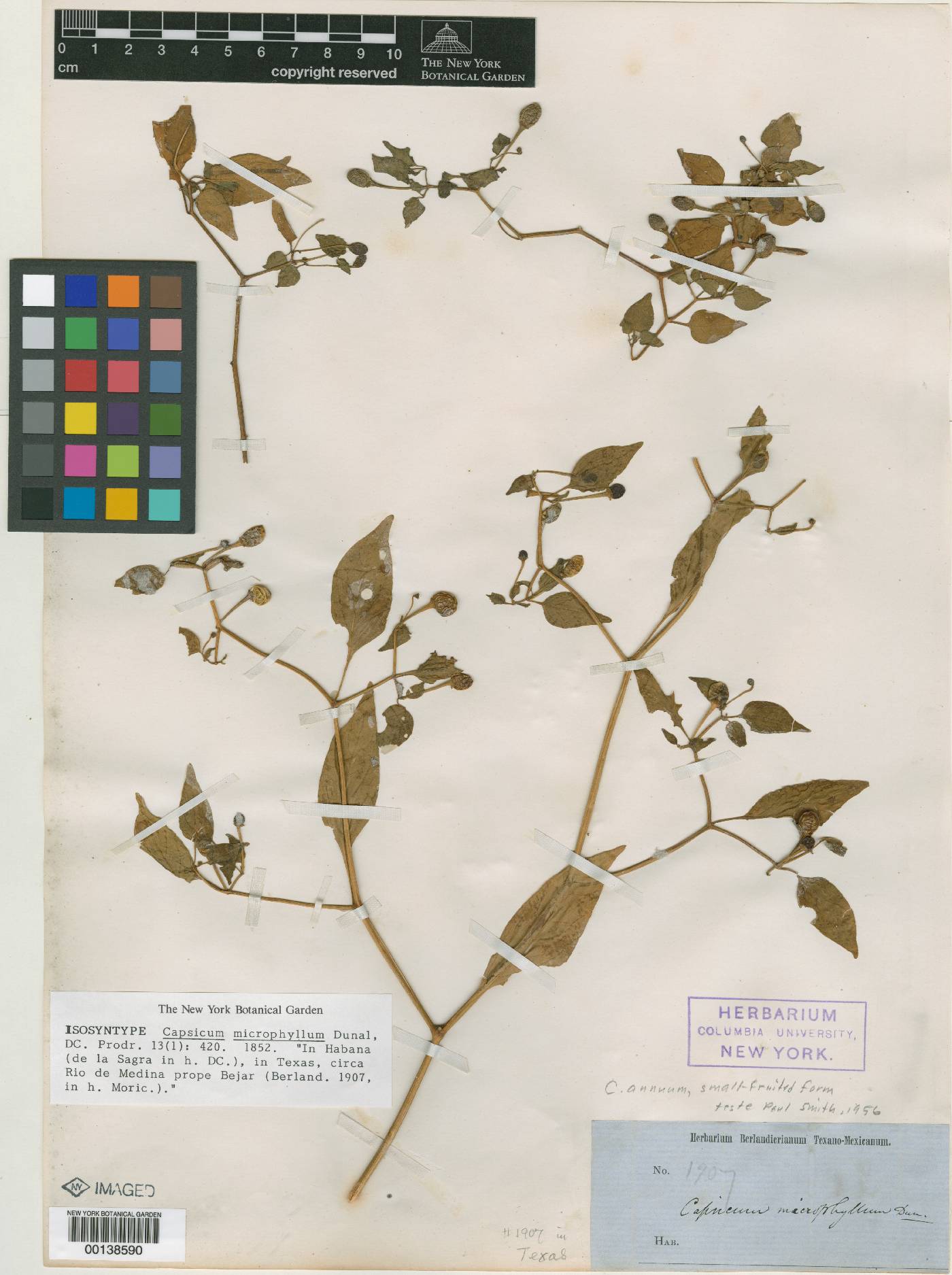 Capsicum microphyllum image