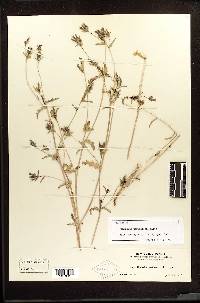 Mentzelia parviflora image