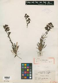 Penstemon uintahensis image