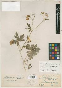 Aconitum noveboracense var. quasiciliatum image