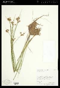 Juncus nodosus image