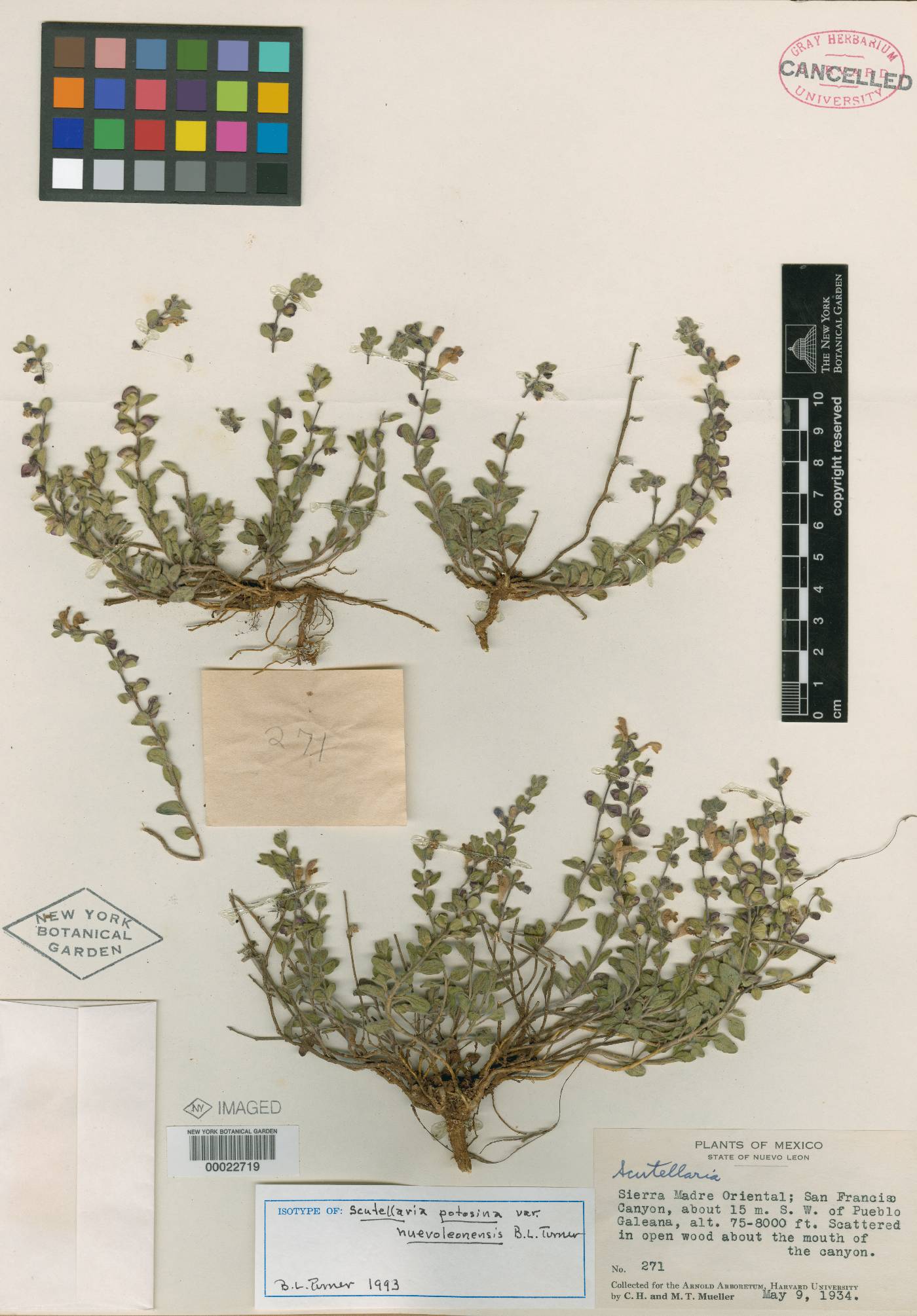 Scutellaria potosina var. novoleonensis image