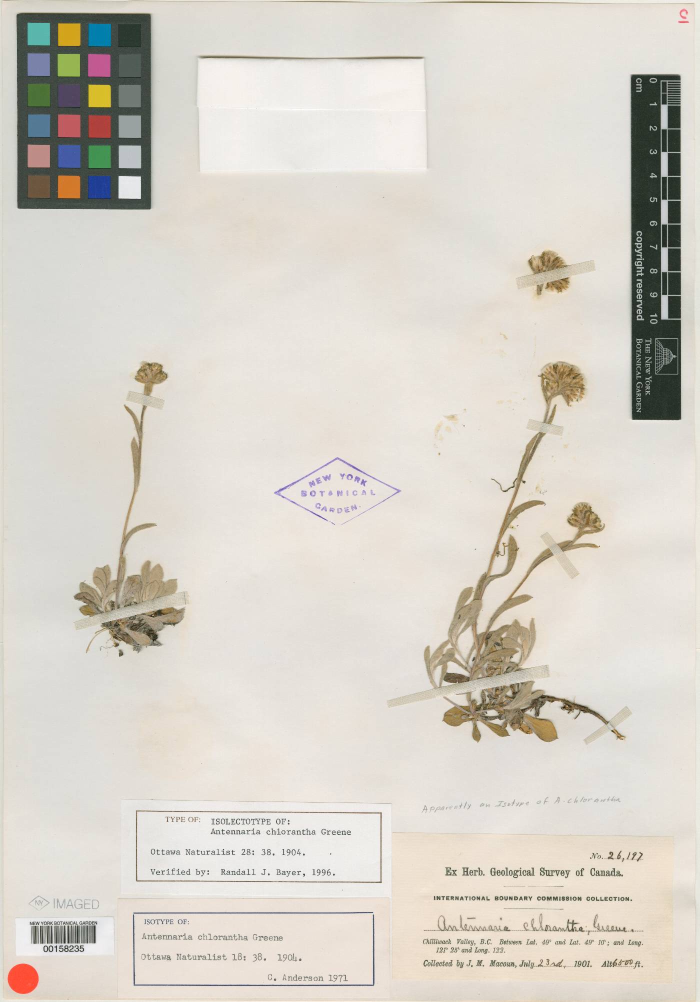 Antennaria chlorantha image