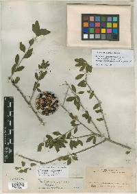 Agonandra obtusifolia image