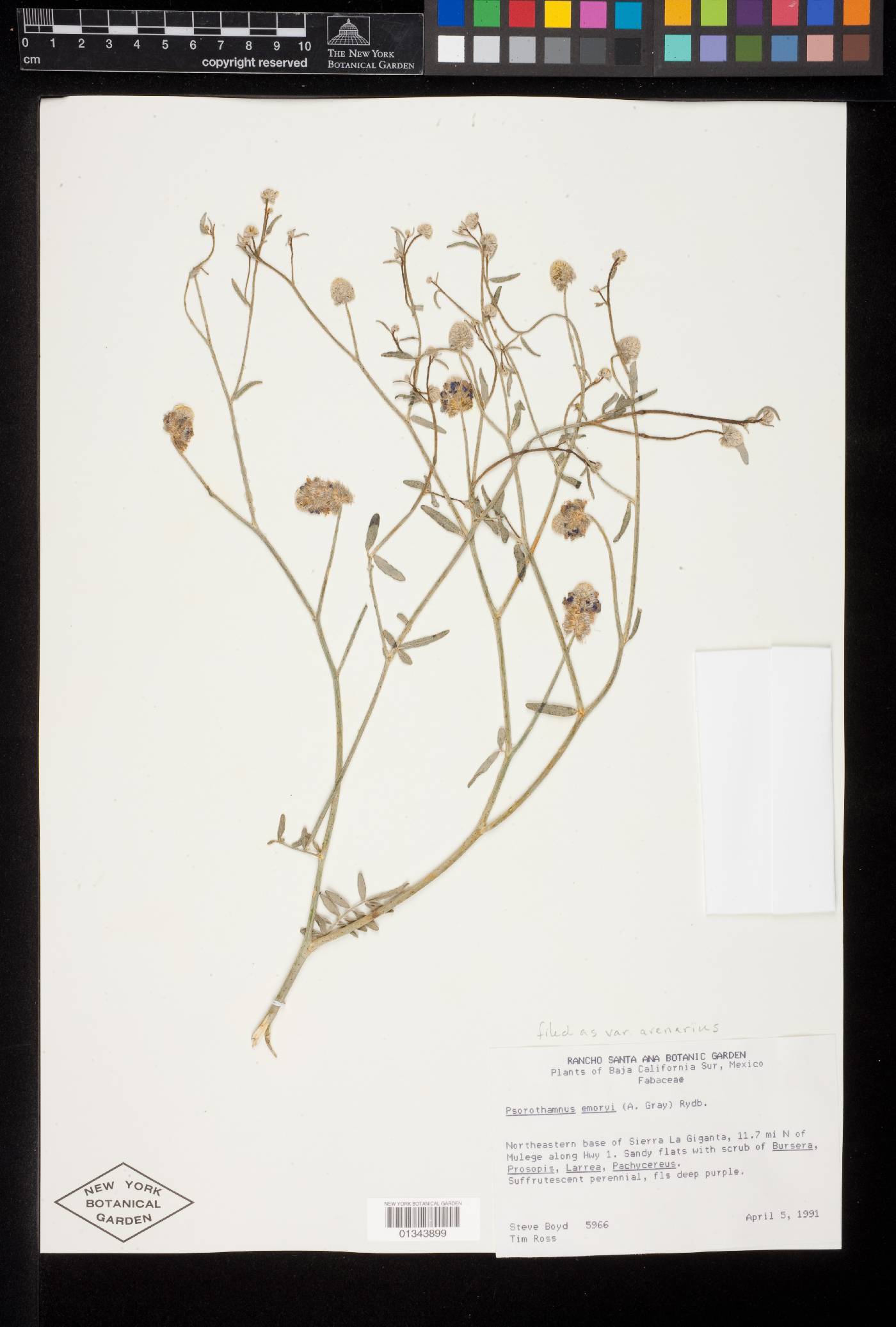 Psorothamnus emoryi var. arenarius image