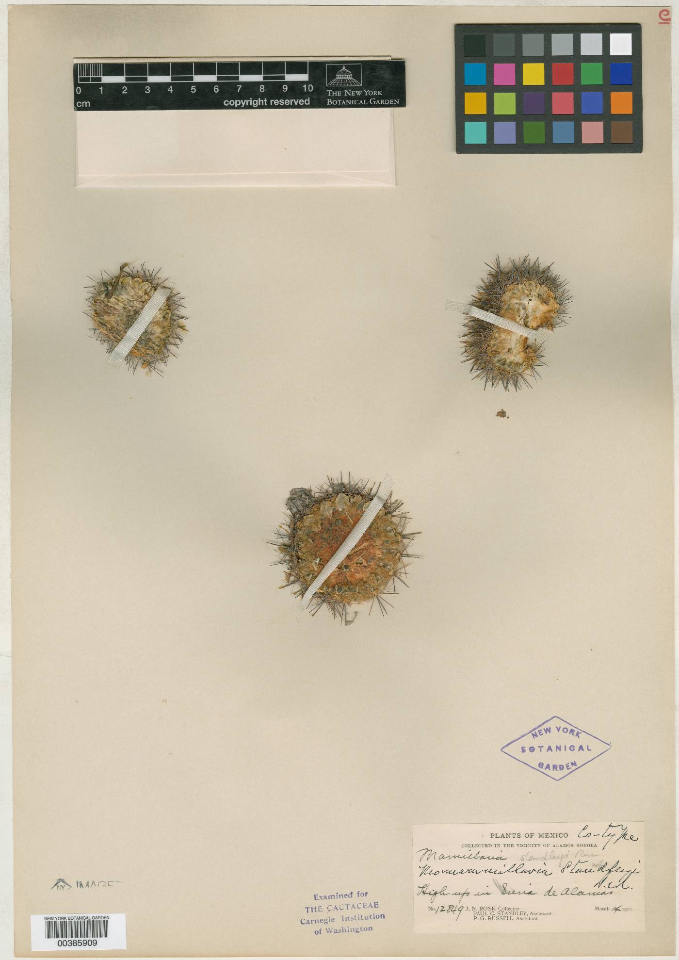 Neomammillaria standleyi image