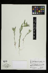 Collomia linearis image