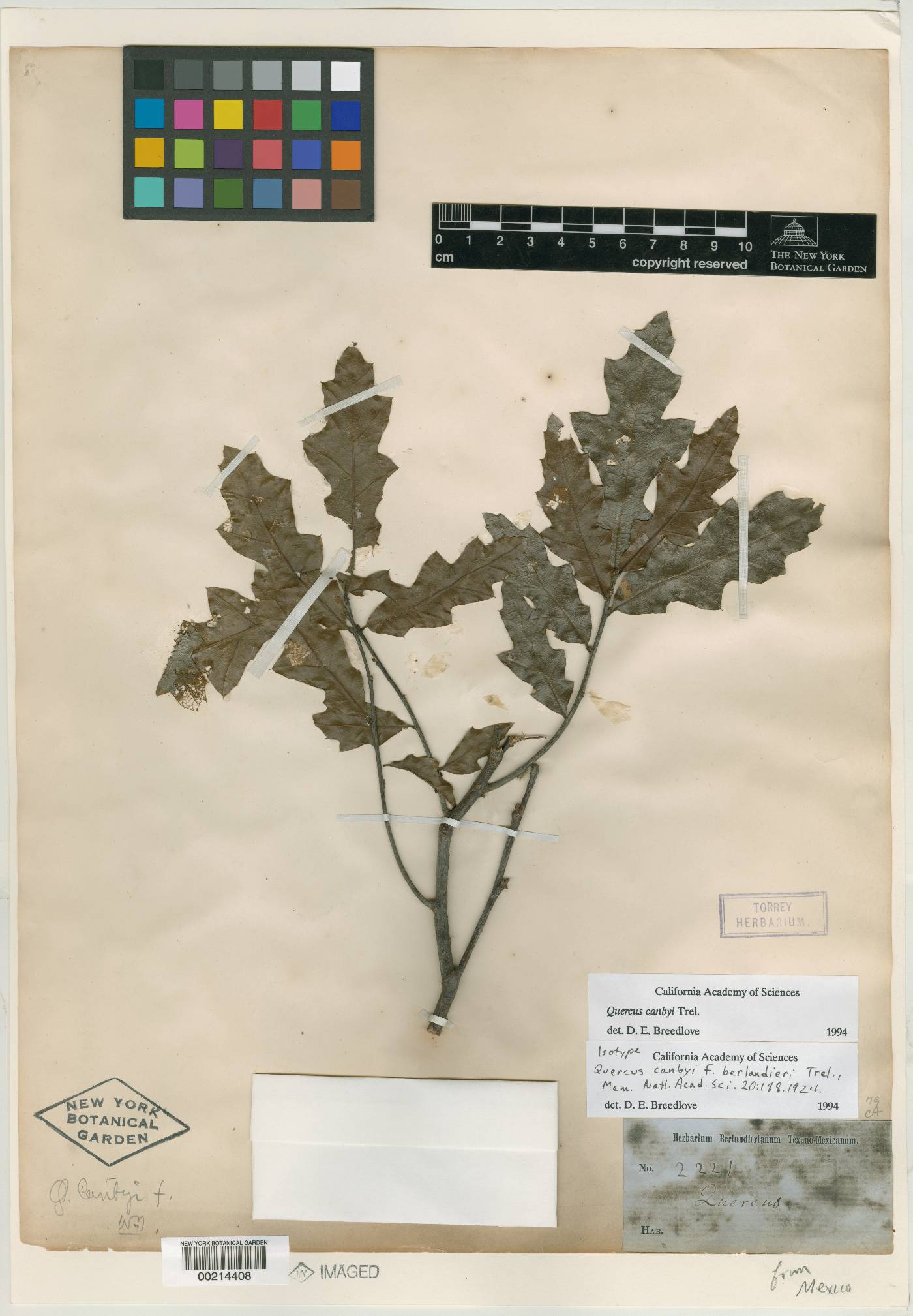 Quercus canbyi image