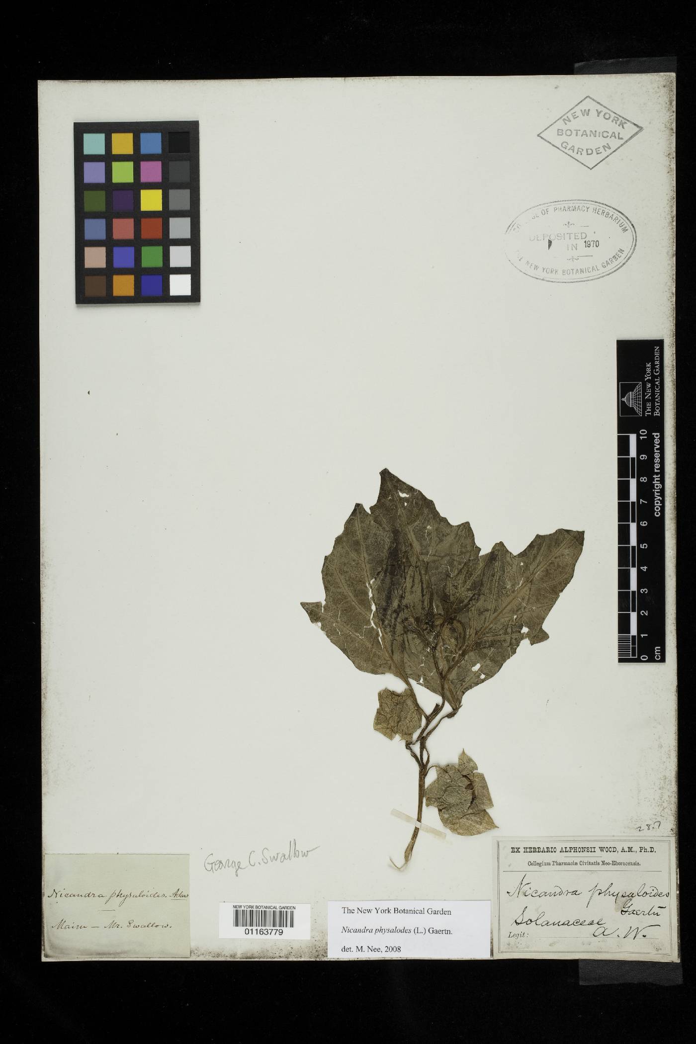 Nicandra physalodes image