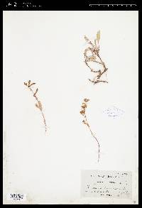 Penstemon albertinus image