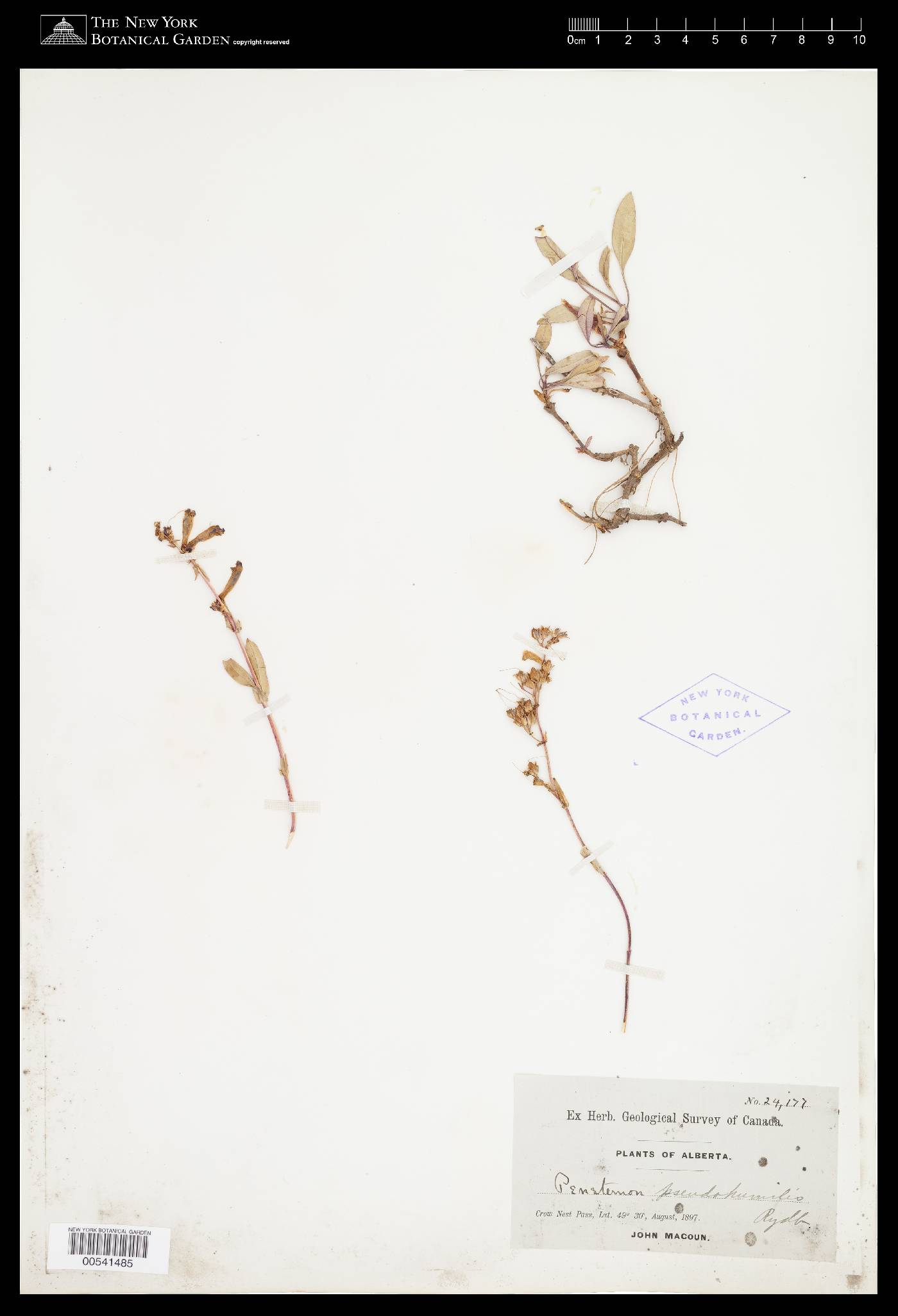 Penstemon albertinus image