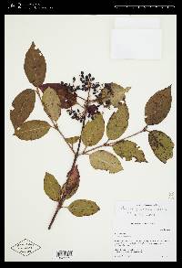 Viburnum cassinoides image