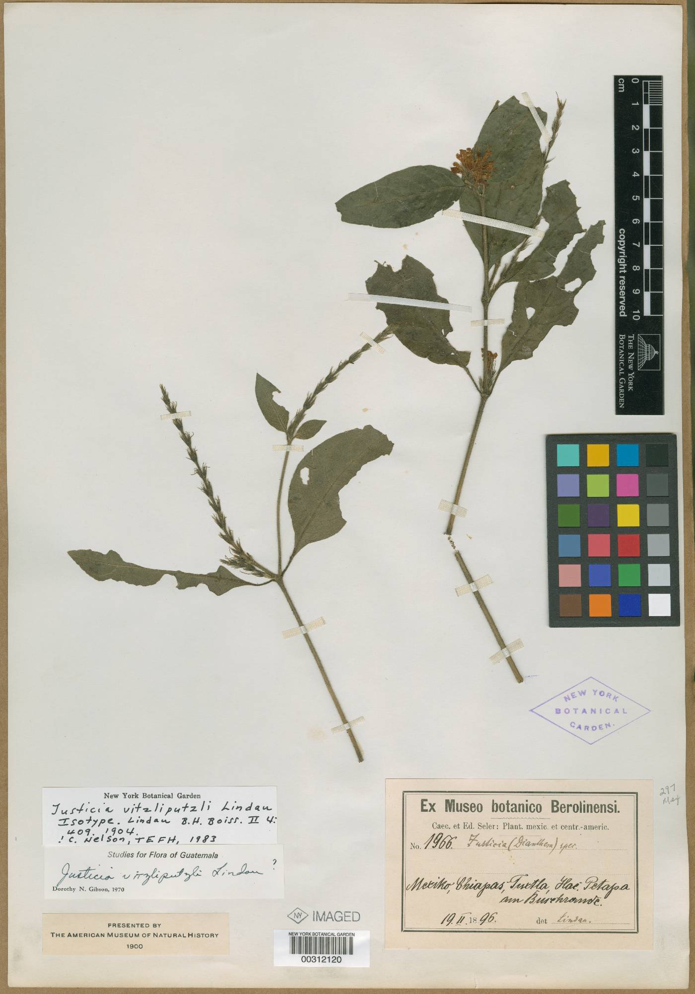 Justicia breviflora image