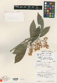 Ardisia breedlovei image