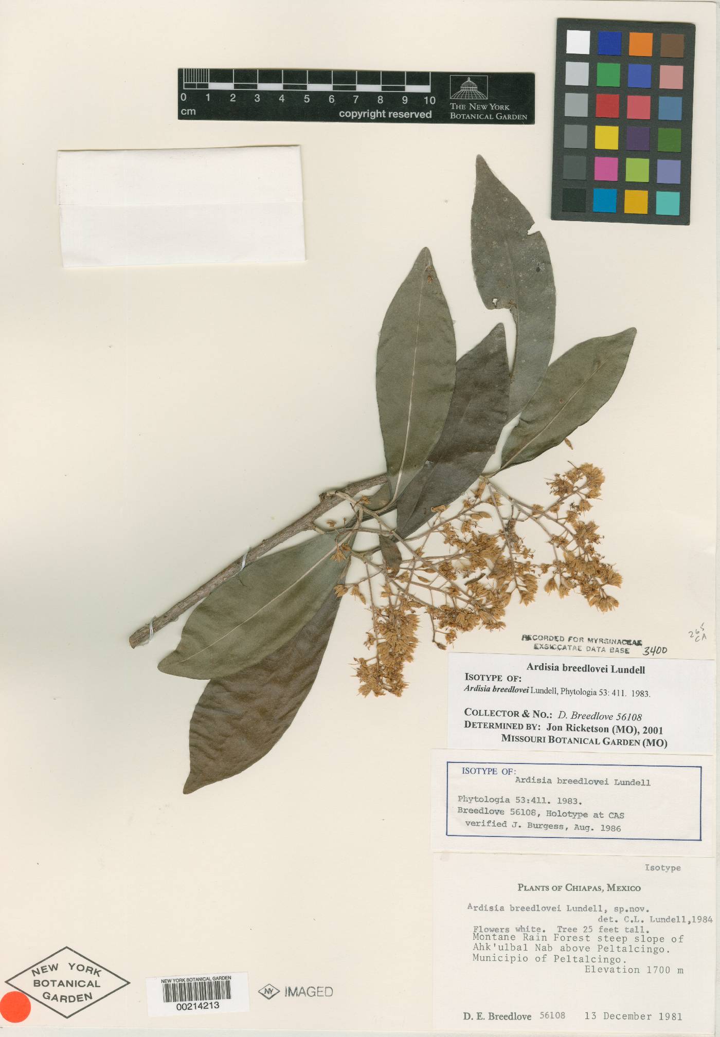 Ardisia breedlovei image