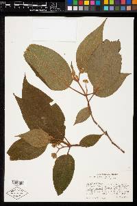 Miconia globulifera image