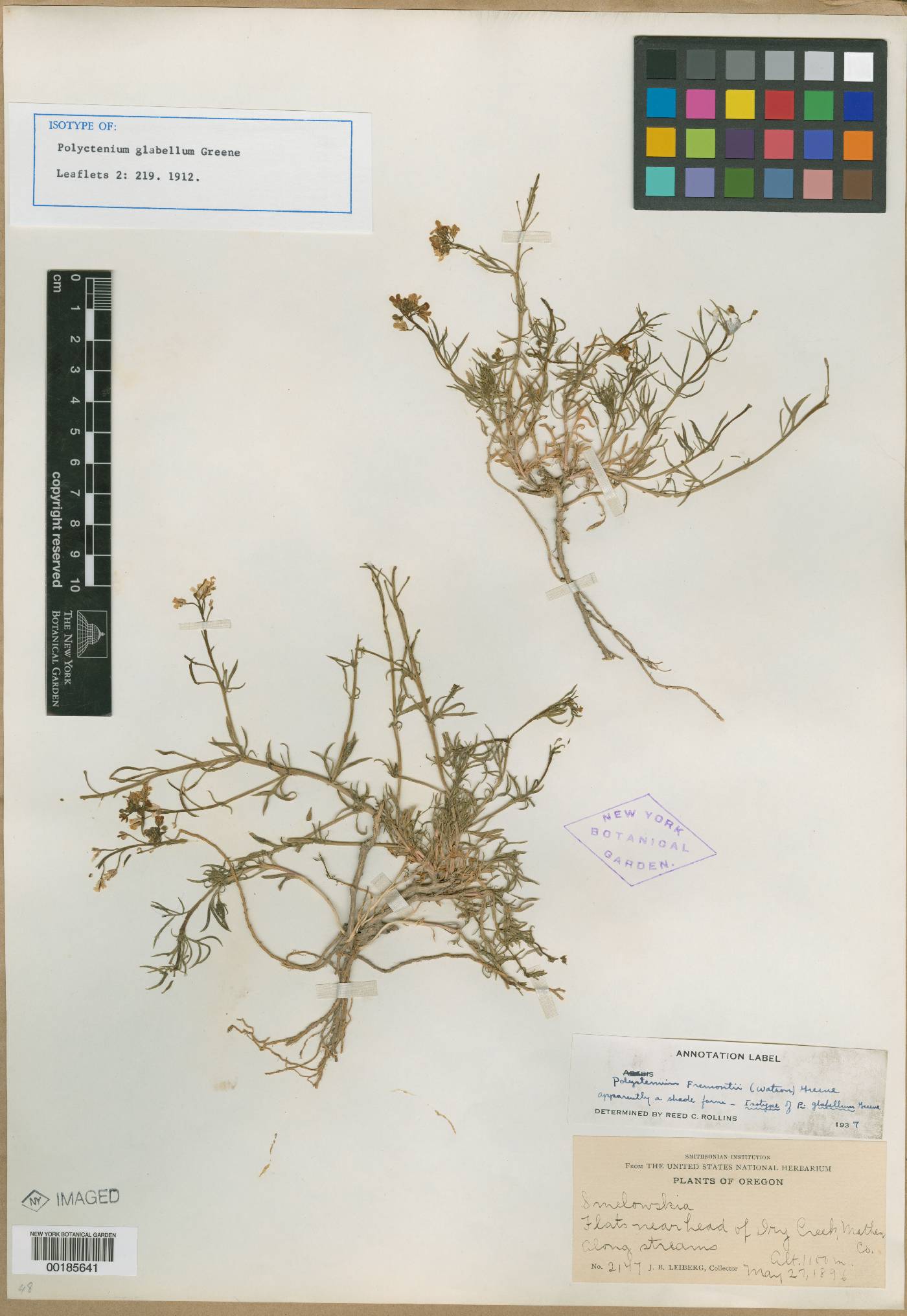 Polyctenium fremontii image